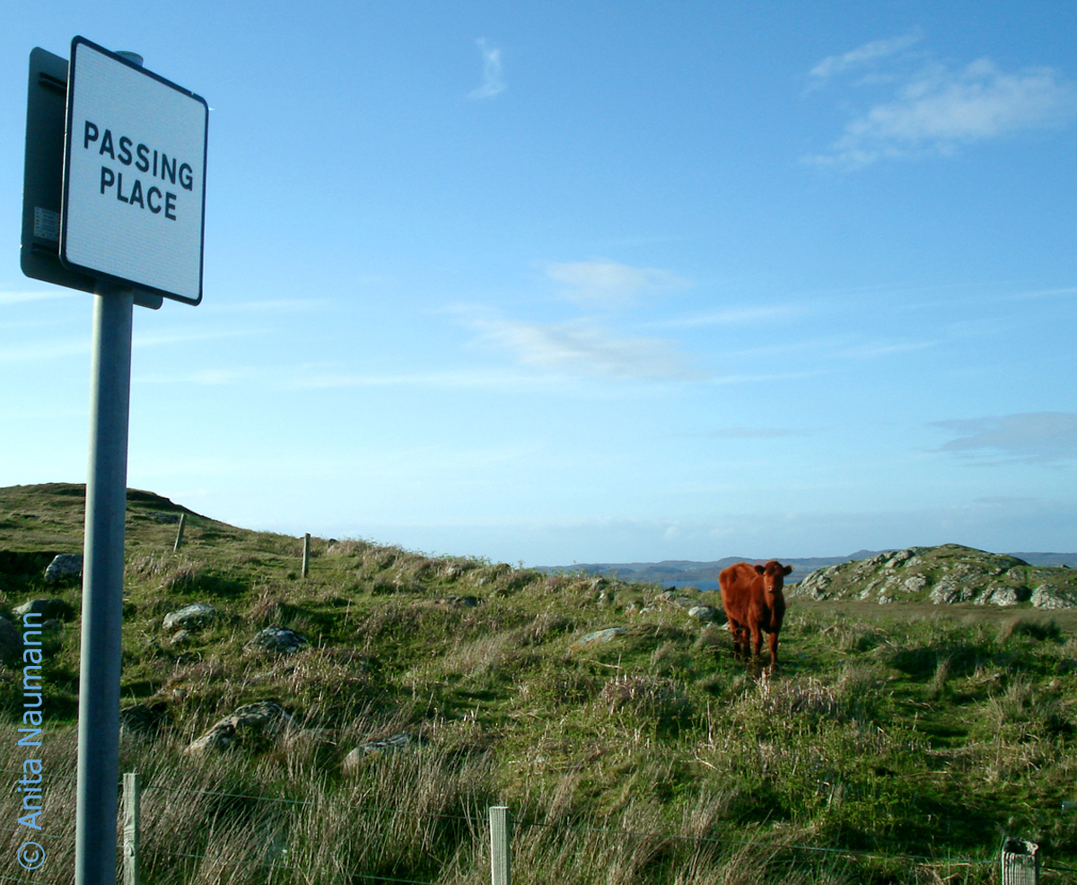 Passing Places und eine entspannte Kuh